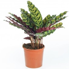 Calathea Insignis - 40-50cm (Incl. Pot)